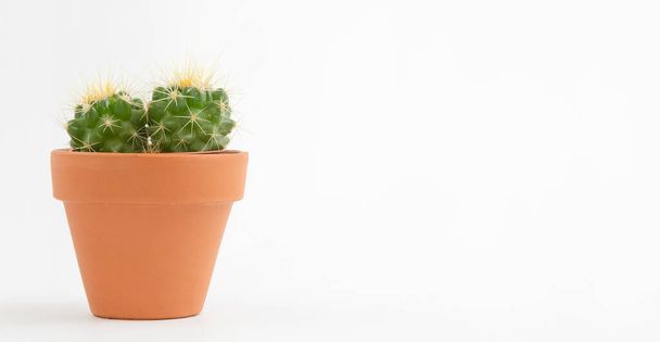 Cactus pot isolated on a white background and brown clay pot, view with copy space for input the text. Designer workspace on the office table, Green Cactus Flower. - Foto, afbeelding