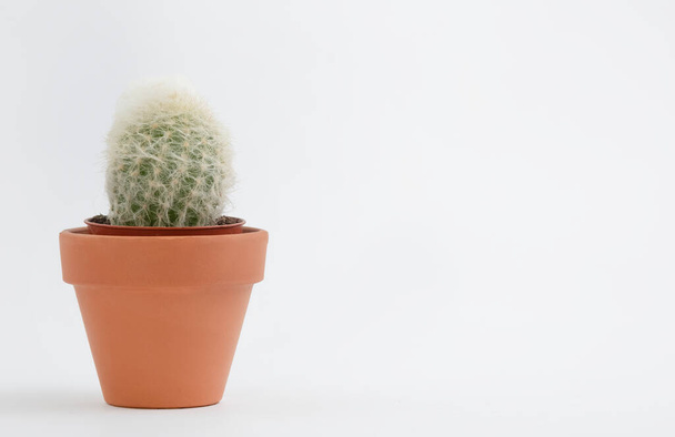 Kaktusz pot izolált fehér háttér és barna agyag pot, megtekintéséhez másolás hely beviteli a szöveget. Tervező munkaterület az irodaasztalon, Zöld Kaktusz Virág. - Fotó, kép