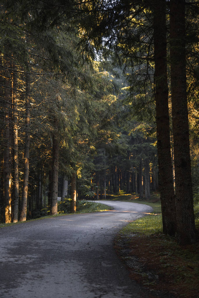 A vertical shot of a road surrounded by trees - Foto, immagini
