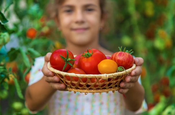 Het kind oogst tomaten. Selectieve focus. Jongen. - Foto, afbeelding