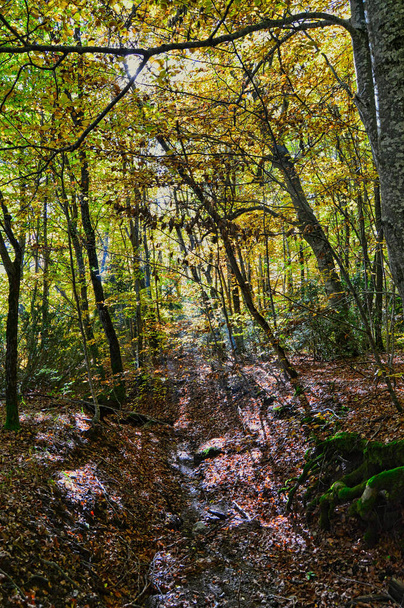 A vertical shot of a forest scenery in autumn - Φωτογραφία, εικόνα