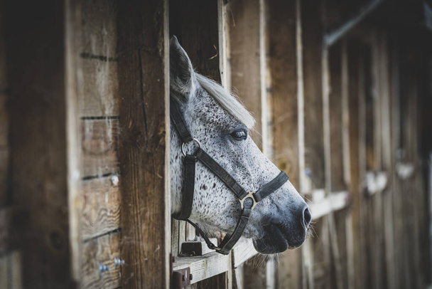 A selective focus shot of an adorable white and grey horse in the farmland - Foto, afbeelding