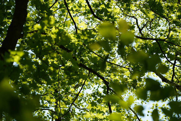 A low angle shot of trees - Foto, Bild