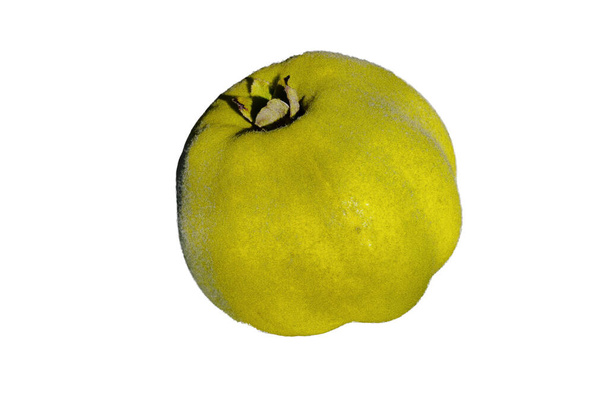 mela cotogna - frutta autunnale direttamente dall'albero - Foto, immagini