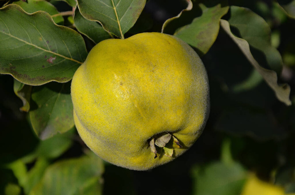 pigwa - jesienne owoce prosto z drzewa - Zdjęcie, obraz