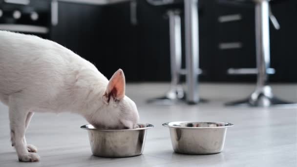 biały rasowy pies chihuahua jada z miski. pasza dla zwierząt. prawidłowe odżywianie u psów - Materiał filmowy, wideo