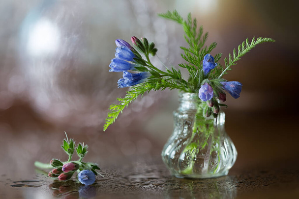 Blue flowers Sleep-grass in a glass phial on a blurred abstract background. Macro still life. - Фото, зображення