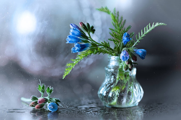 Blue flowers Sleep-grass in a glass bowl on a blurred abstract background. Macro still life. - Фото, зображення