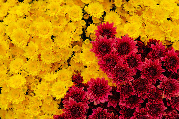 fond de beaux chrysanthèmes colorés dans le jardin - Photo, image
