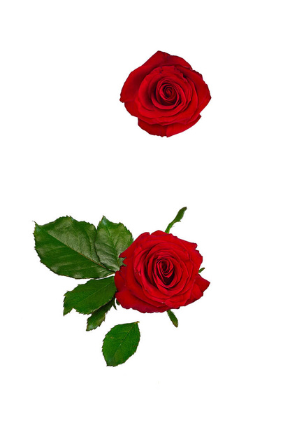Különítsünk el két vörös rózsát, zöld rózsa leveleket fehér alapon. - Fotó, kép