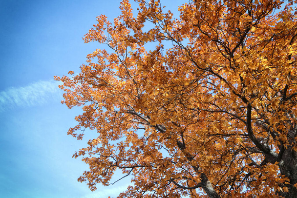 Podzimní strom detail se žlutými listy, italská apennine krajina, podzimní sezóna  - Fotografie, Obrázek