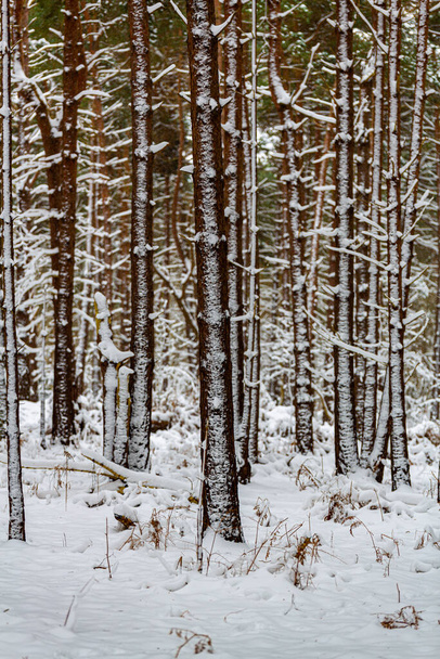 Μια όμορφη θέα τοπίο του ανοιχτού βρετανικού δάσους με ένα άδειο χιόνι κάλυψε πάγκο κατά τη διάρκεια μιας σπάνιας βαριάς χιονοθύελλας - Φωτογραφία, εικόνα