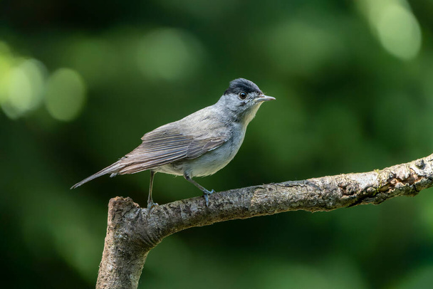  Blackcap male (Sylvia atricapilla) sitting on a branch in the forest of the Netherlands.                                                   - Photo, Image