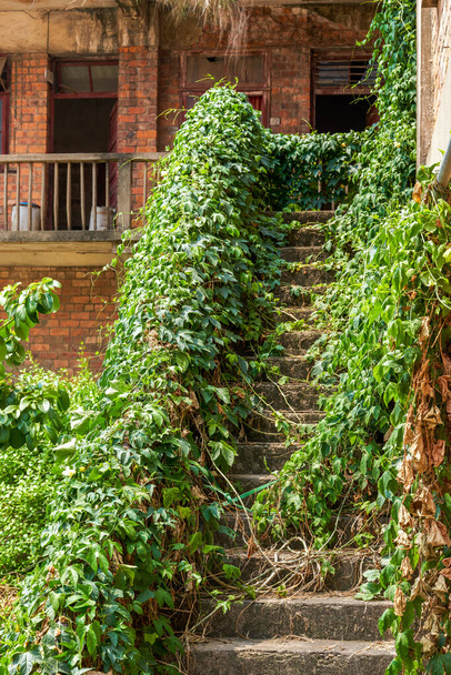 Οι παλιές κόκκινες σκάλες είναι κατάφυτες με φυτά. - Φωτογραφία, εικόνα