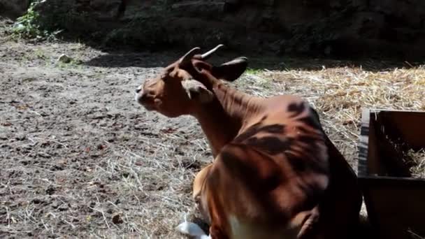 Egy tehén fekszik egy fa alatt az árnyékban és rágcsál.. - Felvétel, videó