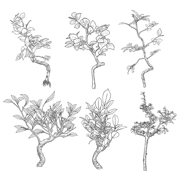 Set of highly detail drawing of trees, hand drawn plants bushes isolated on white background. Vector. - Vektör, Görsel