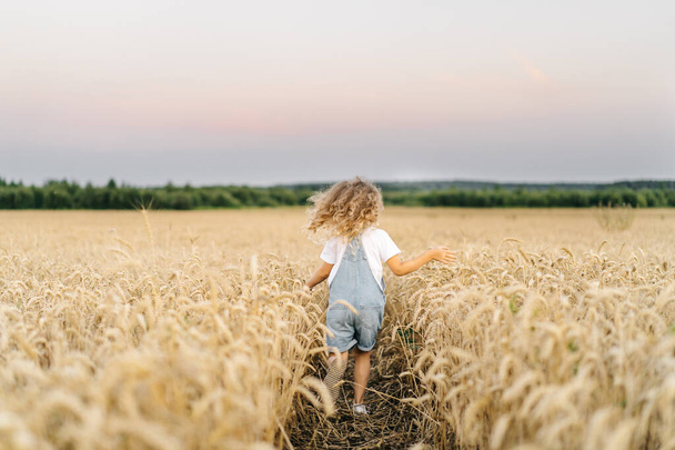 a little blonde curly girl running in a wheat field, the concept of human freedom, people from behind.  - Zdjęcie, obraz