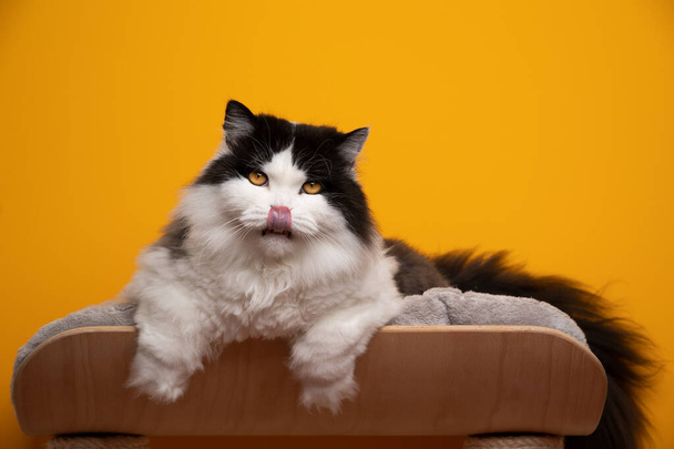 αφράτο μαύρο και άσπρο βρετανικό μακρύ τρίχωμα γάτα στηρίζεται σε άνετο κρεβάτι κατοικίδιων ζώων - Φωτογραφία, εικόνα
