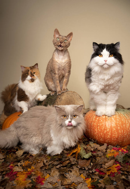 четыре разные кошки сидят бок о бок в осенней сцене - Фото, изображение