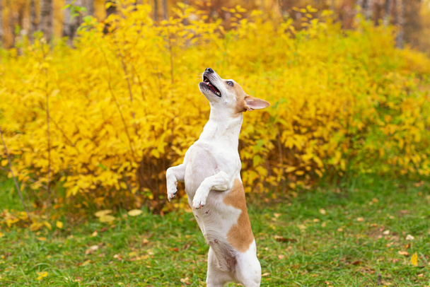 Jack Russell terrier. A small dog in the garden in autumn. - Фото, изображение