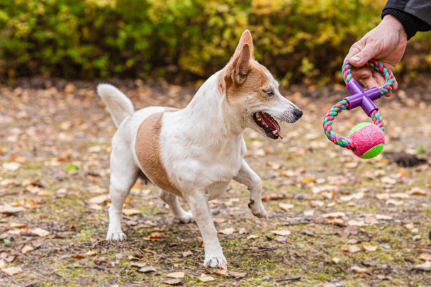 Jack Russell terrier. Um pequeno cão brinca com um brinquedo no outono. - Foto, Imagem