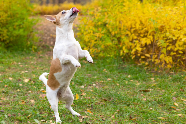 Jack Russell terrier. A small dog in the garden in autumn. - Valokuva, kuva