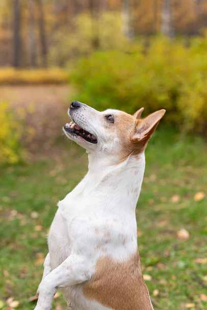 Jack Russell terrier. Beautiful little dog in autumn in nature. - Foto, imagen