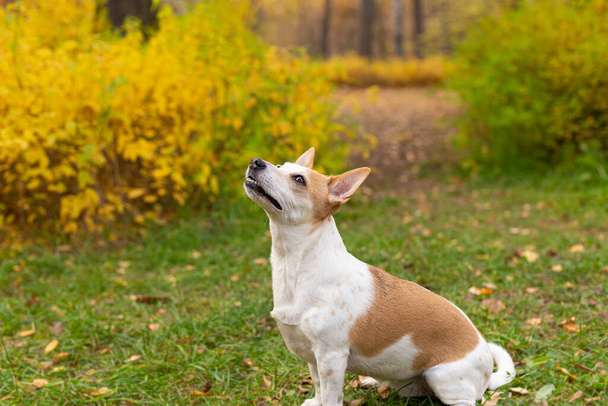 Jack Russell terrier. Beautiful little dog in autumn in nature. - Фото, изображение