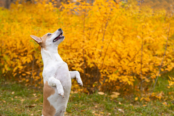 Jack Russell terrier. A small dog in the garden in autumn. - Photo, image