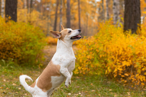 Jack Russell terrier. Beautiful little dog in autumn in nature. - Φωτογραφία, εικόνα