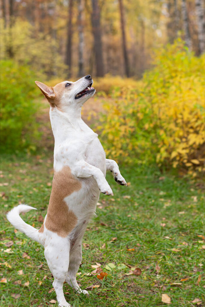 Jack Russell terrier. Beautiful little dog in autumn in nature. - Фото, зображення