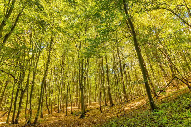 Sonbahar yaprakları, içinden güneş ışınları geçiyor. Fruska Gora 'da sonbahar, Sırbistan ve Voyvodina' da güzel bir orman. - Fotoğraf, Görsel