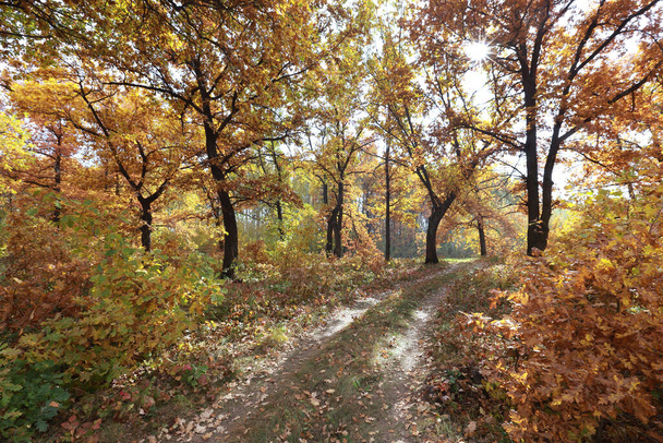 autumn landscape dirt road in an oak grove in the early morning - Zdjęcie, obraz