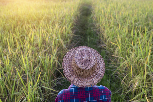 Οι αγρότες στην πίσω πλευρά φοράνε καπέλα περπατώντας στις φυτείες ρυζιού το ηλιοβασίλεμα  - Φωτογραφία, εικόνα
