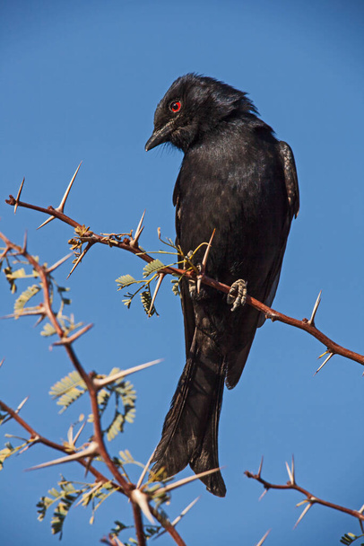 The Drongo will often be found following the large herbivores to hunt the insects flushed from the grass - Photo, Image