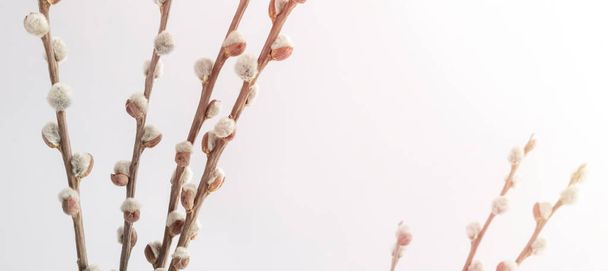 Willow branches on a light background with place for text, copy space. Easter holiday concept - Fotó, kép