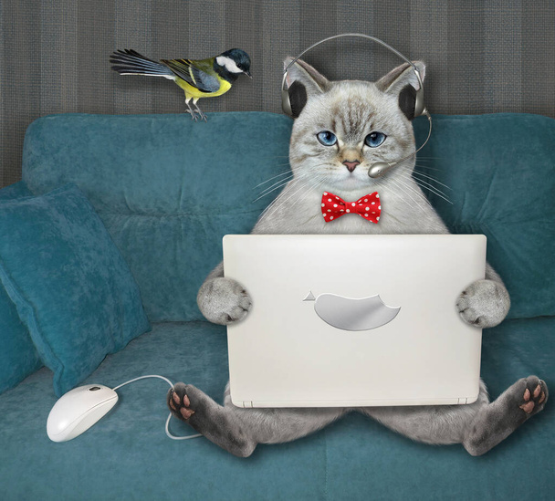 An ashen cat in earphones works with a laptop on a divan at home. - Fotoğraf, Görsel