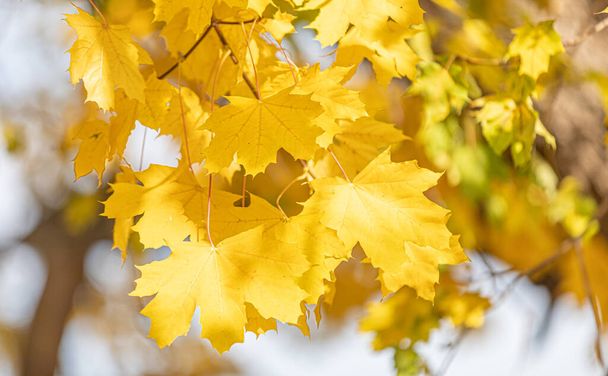 Жовте листя на дереві
 - Фото, зображення