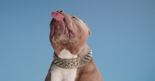hermoso perro bulldog marrón con cuello dorado alrededor del cuello, mirando hacia arriba, lamiendo la nariz y sobresaliendo lengua sobre fondo azul en el estudio - Imágenes, Vídeo