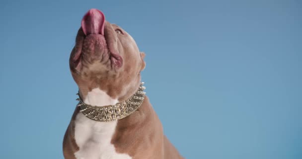 faminto buldogue americano cão olhando para cima, colando a língua e lambendo o nariz enquanto sentado no fundo azul no estúdio - Filmagem, Vídeo