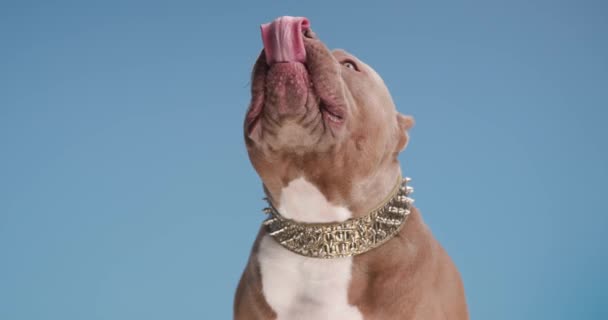 adorável marrom buldogue americano filhote de cachorro vestindo colarinho dourado, olhando para cima, colando a língua e lambendo o nariz no fundo azul - Filmagem, Vídeo