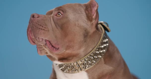 oldalnézetben imádnivaló amerikai bulldog visel arany gallér és keres oldalán kék háttér stúdió - Felvétel, videó