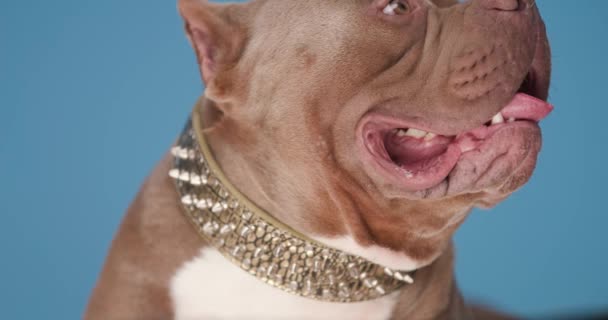 close-up van schattige bruine Amerikaanse pestkop puppy met gouden kraag, op zoek naar kant, hijgen en steken uit tong op blauwe achtergrond - Video