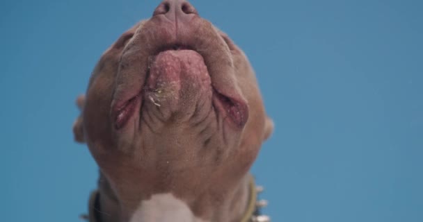 głodny brązowy buldog wystaje język i liże przezroczyste szkło, patrząc na bok i siedzi na niebieskim tle w studio - Materiał filmowy, wideo