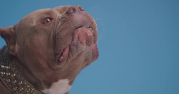 Niedliche amerikanische Bulldogge Welpe mit goldenem Halsband ragt die Zunge heraus und leckt transparentes Glas, während sie auf blauem Hintergrund im Studio sitzt - Filmmaterial, Video