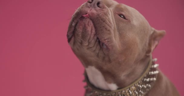 roztomilý hnědý buldok štěně nosí zlatý obojek, vyčnívat jazyk a lízat transparentní sklo na červeném pozadí ve studiu - Záběry, video