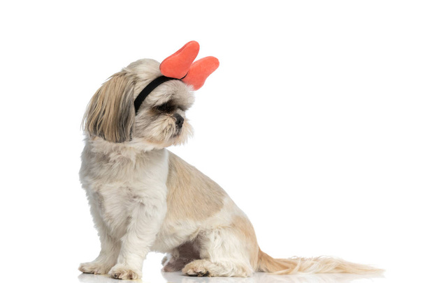 sweet shih tzu dog wearing a butterfly headband and looking back, overshoulder on white background - Foto, imagen
