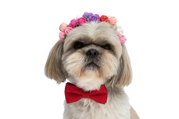 Nahaufnahme eines süßen shih tzu Hundes mit einem Stirnband aus Blumen und einer roten Fliege auf weißem Hintergrund - Foto, Bild