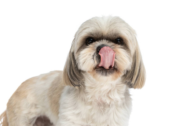 schöner shih tzu Hund leckt sich die Nase und ist begierig, etwas auf weißem Hintergrund zu essen - Foto, Bild