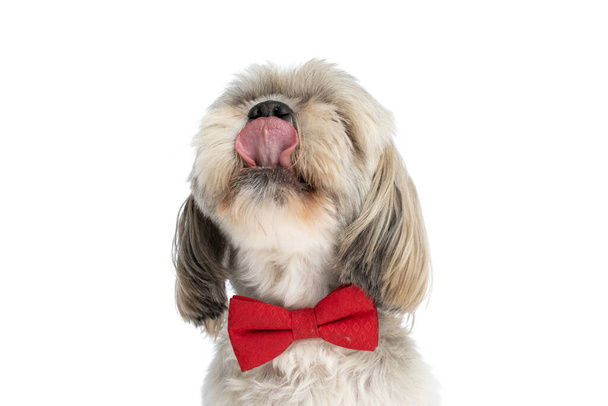 suloinen shih tzu koira nuolee nenäänsä ja yllään punainen rusetti valkoista taustaa vasten - Valokuva, kuva